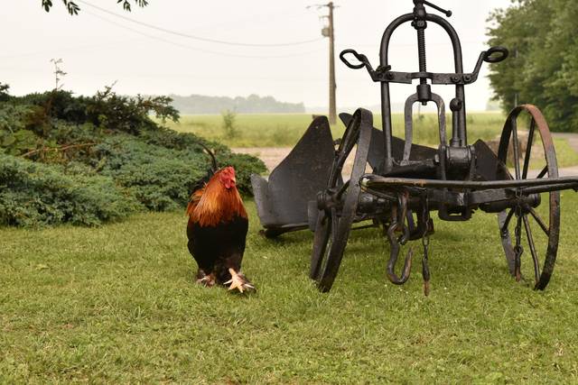 Ferme de la Petite Loge, domaine de mariage à La Haute-Maison (77) — photo 10